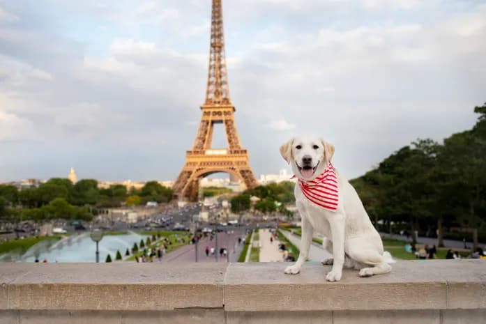 Comment emmener son animal de compagnie en France