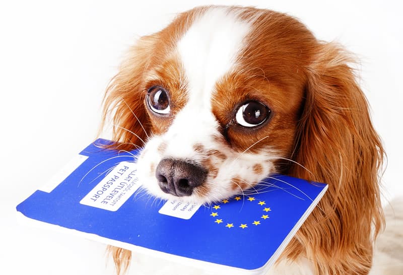 Passeport européen pour animal de compagnie d'un chien